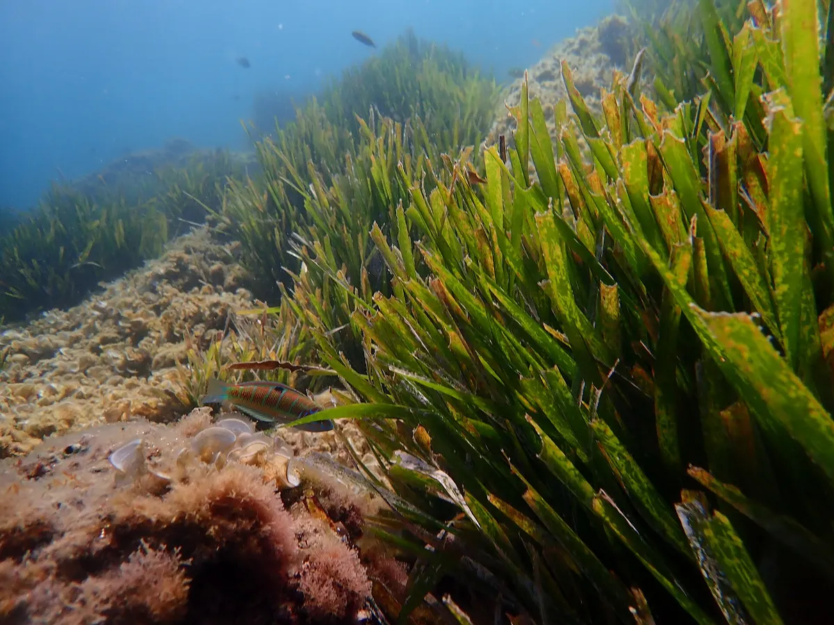 Posidonia oceanica seagrass meadow like the protected beds that make anchoring illegal inside the Menorca marine reserve