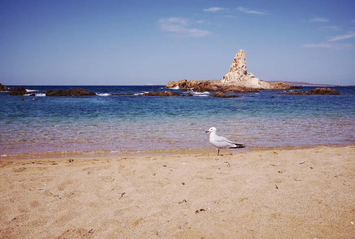 Cala Pregonda cove on the Menorca marine reserve north coast, the road-less sand the reserve boat trips reach from Fornells